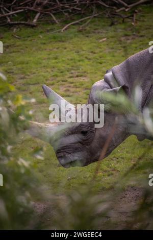 Profilo verticale del rinoceronte nero orientale all'esterno del giardino zoologico. Ritratto laterale di Diceros Bicornis Michaeli in pericolo critico nello zoo. Foto Stock