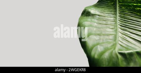 Frammenti di foglie singole di Dieffenbachia/stupida pianta di canna da zucchero. Immagine astratta artistica futuristica. Manipolazione delle immagini. Minimalismo, primo piano, sostenibilità Foto Stock