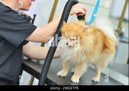 Il tosaerba asciuga i capelli di un cane della Pomerania con un asciugacapelli dopo il bagno in un salone specializzato Foto Stock