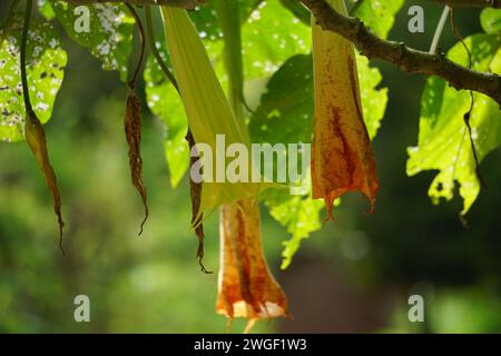 Brugmansia arborea (Brugmansia suaveolens) in natura. La Brugmansia arborea è un arbusto sempreverde o piccolo albero che raggiunge i 7 metri di altezza Foto Stock