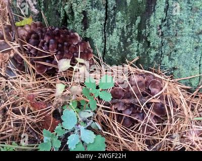 i funghi grebe crescono da un tronco marcio tra gli aghi di pino caduti secchi Foto Stock