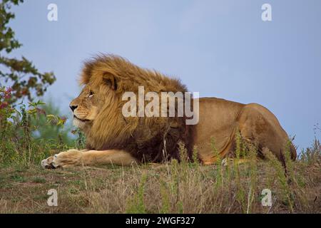 Grande leone maschile con criniera boscata che riposa nell'erba in una giornata calda. Foto Stock