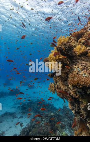 Piccoli pesci colorati della barriera corallina, Antias, nuotano sulla splendida e salutare barriera corallina in acque cristalline Foto Stock