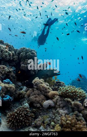 L'anguilla morena esce dalla barriera corallina mentre il subacqueo nuota sopra nelle acque cristalline dell'oceano Foto Stock