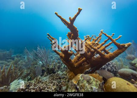 Corallo sano Elkhorn in un paesaggio di barriera corallina con vari coralli duri Foto Stock