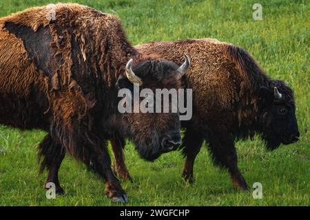 Bisonte americano pascolo in un prato di primavera. Primo piano sugli animali selvatici Foto Stock