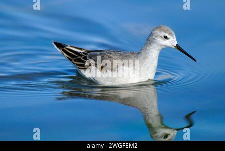 Phalarope al Lago Abert, quartiere Lakeview Bureau of Land Management, Oregon Foto Stock