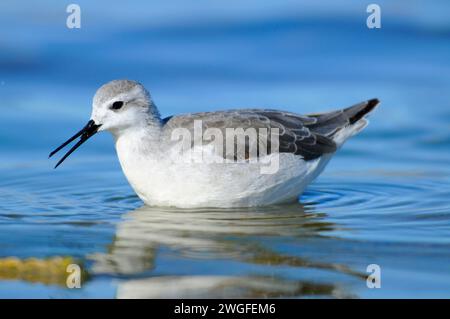 Phalarope al Lago Abert, quartiere Lakeview Bureau of Land Management, Oregon Foto Stock