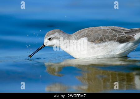 Phalarope al Lago Abert, quartiere Lakeview Bureau of Land Management, Oregon Foto Stock