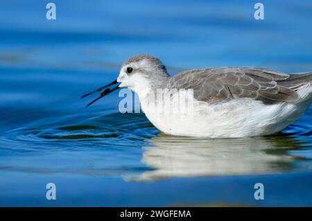 Phalarope al Lago Abert, quartiere Lakeview Bureau of Land Management, Oregon Foto Stock