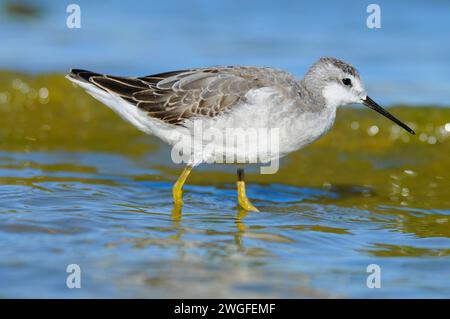 Phalarope al Lago Abert, quartiere Lakeview Bureau of Land Management, Oregon Foto Stock