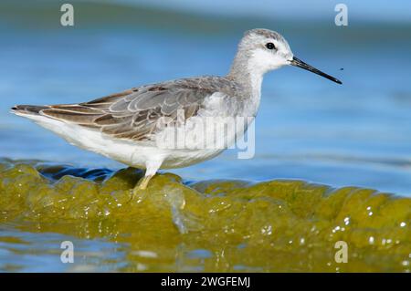 Phalarope al Lago Abert, quartiere Lakeview Bureau of Land Management, Oregon Foto Stock