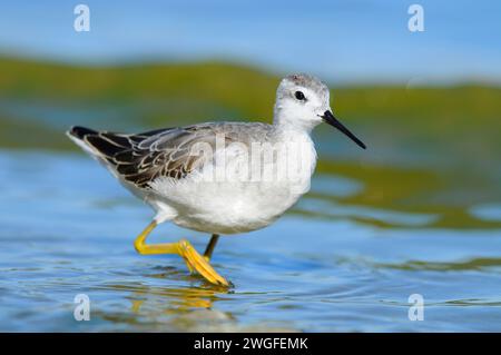 Phalarope al Lago Abert, quartiere Lakeview Bureau of Land Management, Oregon Foto Stock