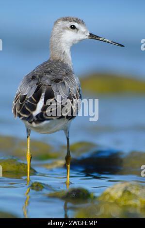 Phalarope al Lago Abert, quartiere Lakeview Bureau of Land Management, Oregon Foto Stock