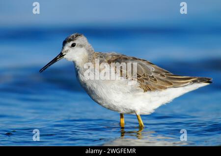 Phalarope al Lago Abert, quartiere Lakeview Bureau of Land Management, Oregon Foto Stock