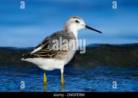 Phalarope al Lago Abert, quartiere Lakeview Bureau of Land Management, Oregon Foto Stock