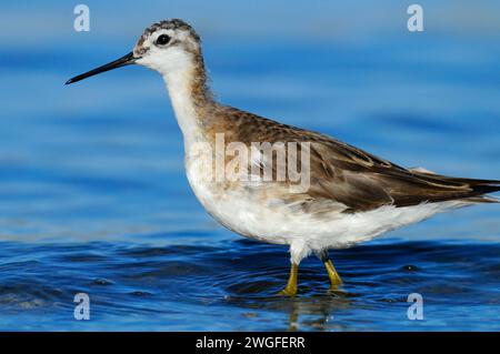 Phalarope al Lago Abert, quartiere Lakeview Bureau of Land Management, Oregon Foto Stock