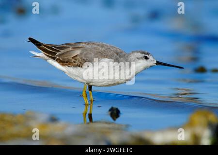 Phalarope al Lago Abert, quartiere Lakeview Bureau of Land Management, Oregon Foto Stock