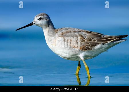 Phalarope al Lago Abert, quartiere Lakeview Bureau of Land Management, Oregon Foto Stock