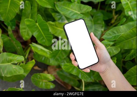 Un'immagine ravvicinata di un modello di smartphone con schermo bianco per la visualizzazione degli annunci grafici si trova nella mano di una donna su uno sfondo sfocato di piante verdi Foto Stock