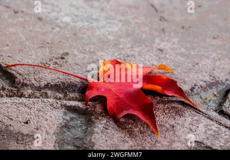 Foglia d'acero rosso su sfondo piastrellato in cemento. Effetto acquerello. Foto Stock