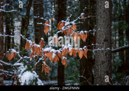 Faggio americano (Fagus grandifolia). Ramo d'albero con fogliame marcescente. Foglie morte e secche ricoperte di neve fresca. Peaks-Kenny State Park, Maine, Stati Uniti. Foto Stock