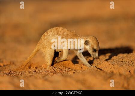 Un meerkat (Suricata suricatta) foraggio attivamente in habitat naturale, deserto Kalahari, Sud Africa Foto Stock