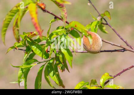 Pesche giovani che crescono su un albero malato. Trattamento per malattie e parassiti e cura per alberi da frutto Foto Stock