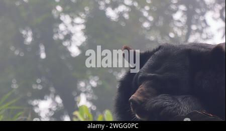 vista ravvicinata di un orso nero asiatico in via di estinzione (ursus thibetanus) nella foresta selvatica di singalila, nel bengala occidentale in india Foto Stock