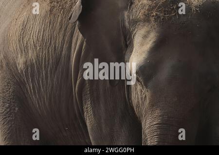 primo piano di un bellissimo ed enorme elefante indiano (elephas maximus indicus) nel parco nazionale di kaziranga, assam, nel nord-est dell'india Foto Stock