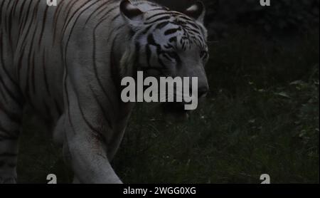 tigre del bengala (panthera tigris) di colore bianco molto raro e minacciato con sfondo scuro e sfocato Foto Stock