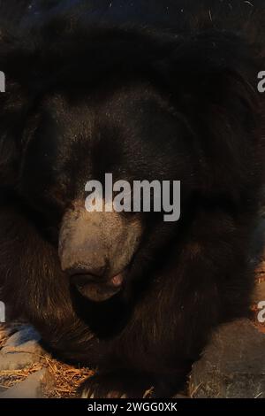 primo piano di un bellissimo orso bradipo (melursus ursinus) in natura, l'orso bradipo è endemico del subcontinente indiano Foto Stock