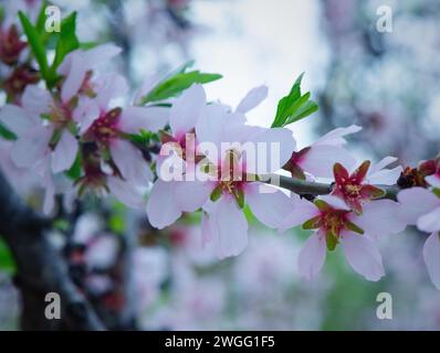 Fiori di mandorle. Mandorlo. Fiori bianchi. Sfondo floreale Foto Stock