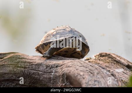 Tartaruga softshell indiana arroccata su una roccia Foto Stock