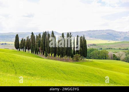 Boschetto di cipressi in un paesaggio rurale italiano Foto Stock