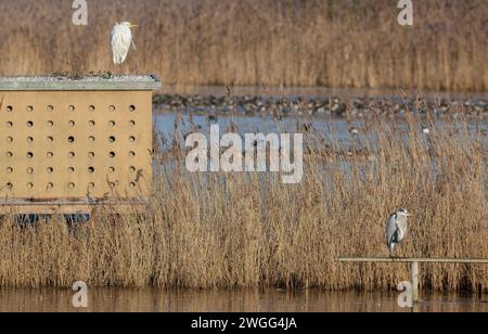 Great Egret, Ardea alba, e Grey Heron, Ardea cinerea, in una mattina ghiacciata, a Ham Walls, Somerset Levels. Foto Stock