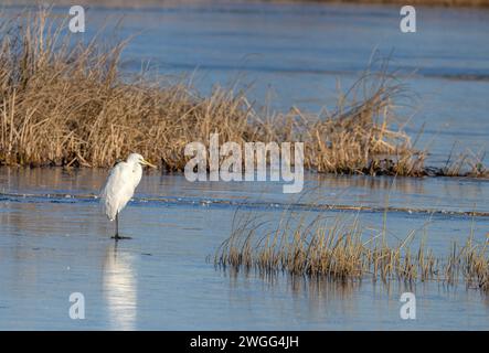 Great Egret, Ardea alba, in piedi su un laghetto ghiacciato, a metà inverno. Somerset. Foto Stock