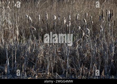 Bulrushes, Typha latifolia, in semi a metà inverno, Somerset Levels. Foto Stock