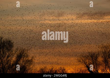 Storni, Sturnus vulgaris, in grandi stormi che entrano in rovina. Livelli Somerset. Foto Stock