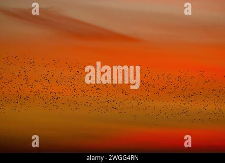 Storni, Sturnus vulgaris, in grandi stormi che entrano in rovina. Livelli Somerset. Foto Stock