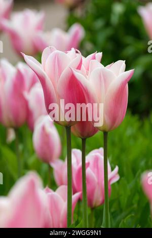 Tulipa Sanne,  tulip Sanne, pastel shades maturing to shades of pink Foto Stock