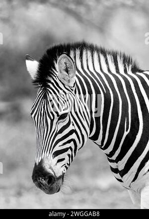 Zebra South Africa Marloth Park Foto Stock