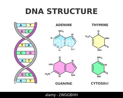 Struttura chimica del DNA. Coppie di nucleobasi prodotte da otto nucleotidi: L'adenina è unita alla timina e la guanina è unita alla citosina. Vettore Illustrazione Vettoriale