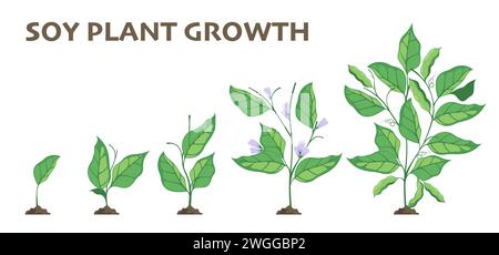 Crescita di piante di soia. Ciclo agricolo di germinazione e fasi di coltivazione della soia, infografica sull'agricoltura pianeggiante con germogli di piantina. Set isolato vettoriale. Germogli di piante biologiche con foglie e fiori Illustrazione Vettoriale