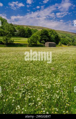 Campo pieno di fiori selvatici, coltivato per l'alimentazione invernale degli animali. Muker a Swaledale, Yorkshire Dales National Park. Foto Stock