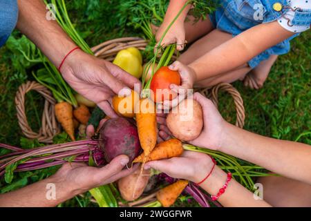 Una famiglia raccoglie verdure nell'orto. Messa a fuoco selettiva. Foto Stock