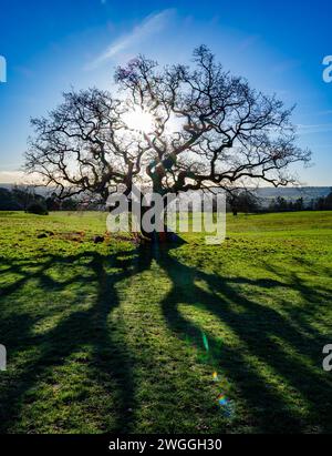 Venerabile quercia in inverno sagomata al sole del mattino ad Ashton Court sopra Bristol, Regno Unito Foto Stock