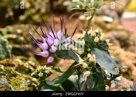 Il rampione cornato tufted (Physoplexis comosa o Phyteuma comosum) è una piccola erba perenne originaria delle Alpi. Foto Stock