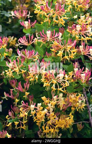 L'honeysuckle etrusca (Lonicera etrusca) è una pianta climber decidua originaria dell'Europa. Questa foto è stata scattata nella provincia di Burgos, Castilla-Leon, Spagna. Foto Stock