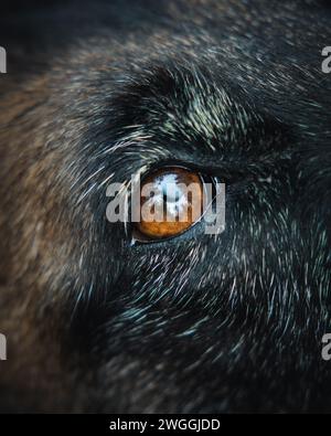 Un primo piano dell'occhio bruno espressivo di un cane Foto Stock
